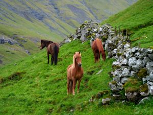 faroe_18