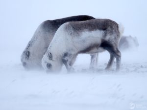 svalbard_11