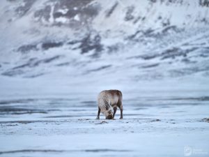 svalbard_12