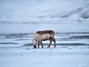svalbard_13