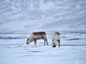svalbard_14