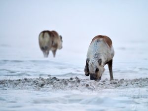 svalbard_15